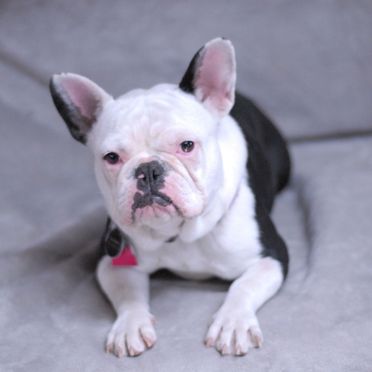Gidget