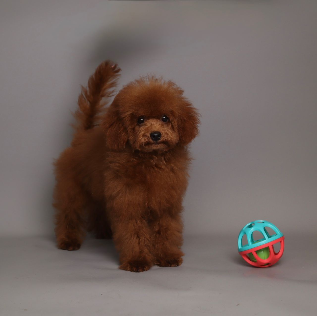 Rex - Image 3