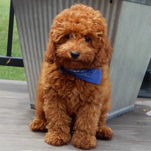 Brady