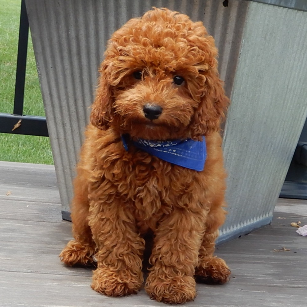 Brady