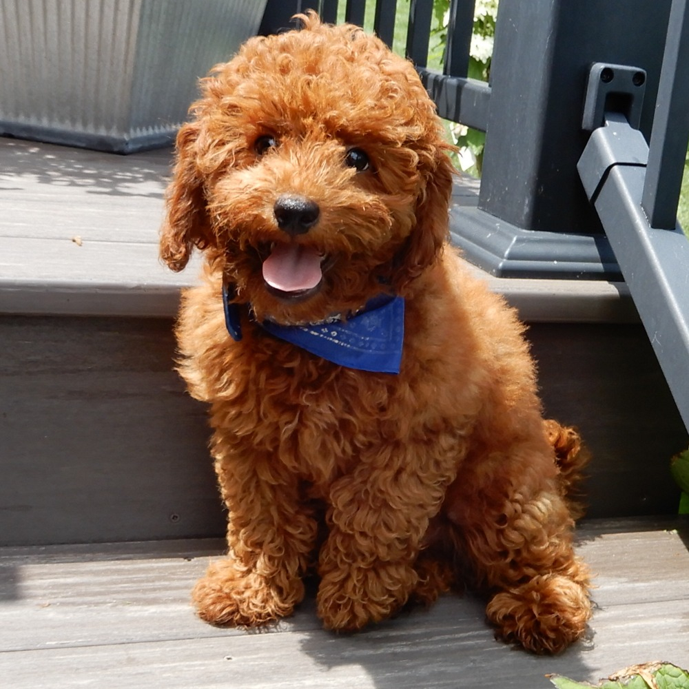 Brady - Image 2
