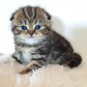 Rozi
