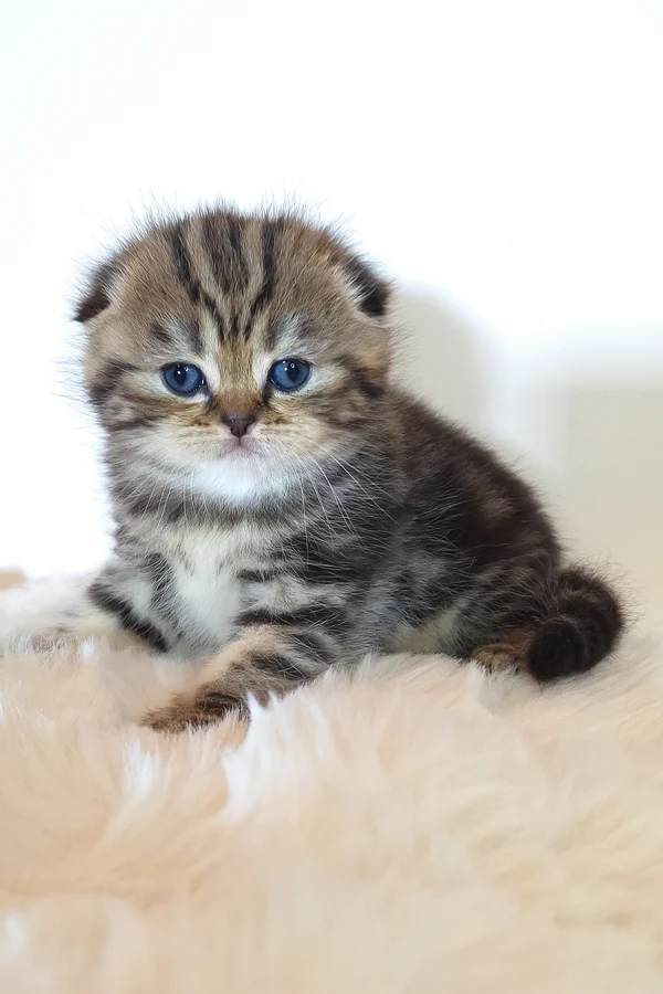 Rozi
