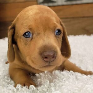 Tucker