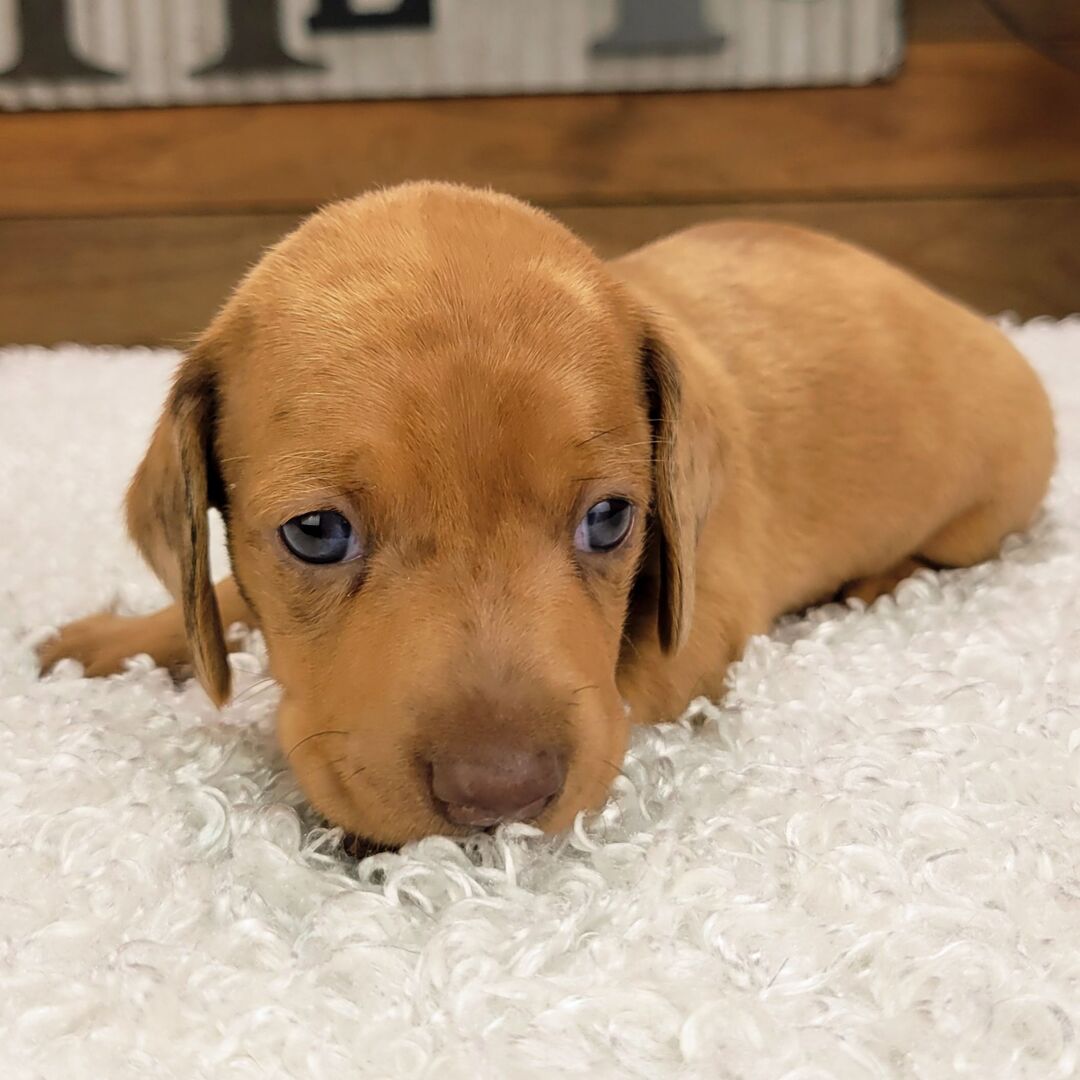 Tucker - Image 4