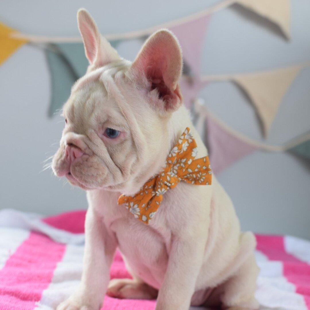 Daisy - Image 2