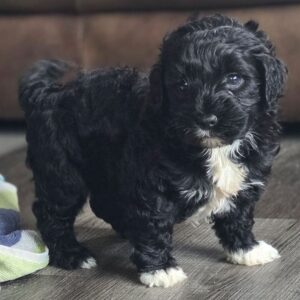 Fluffy