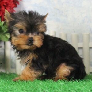 Mindy