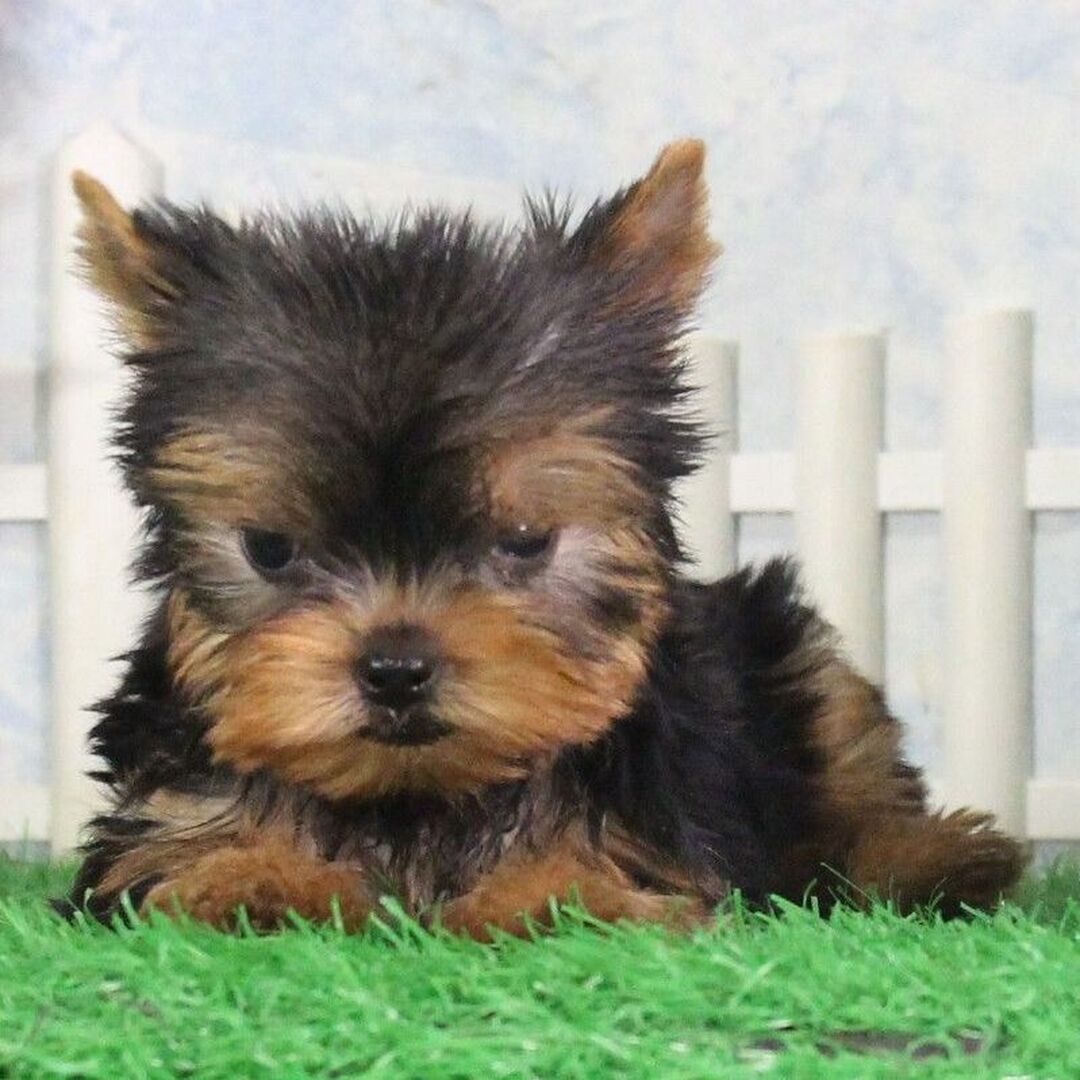Mindy - Image 2