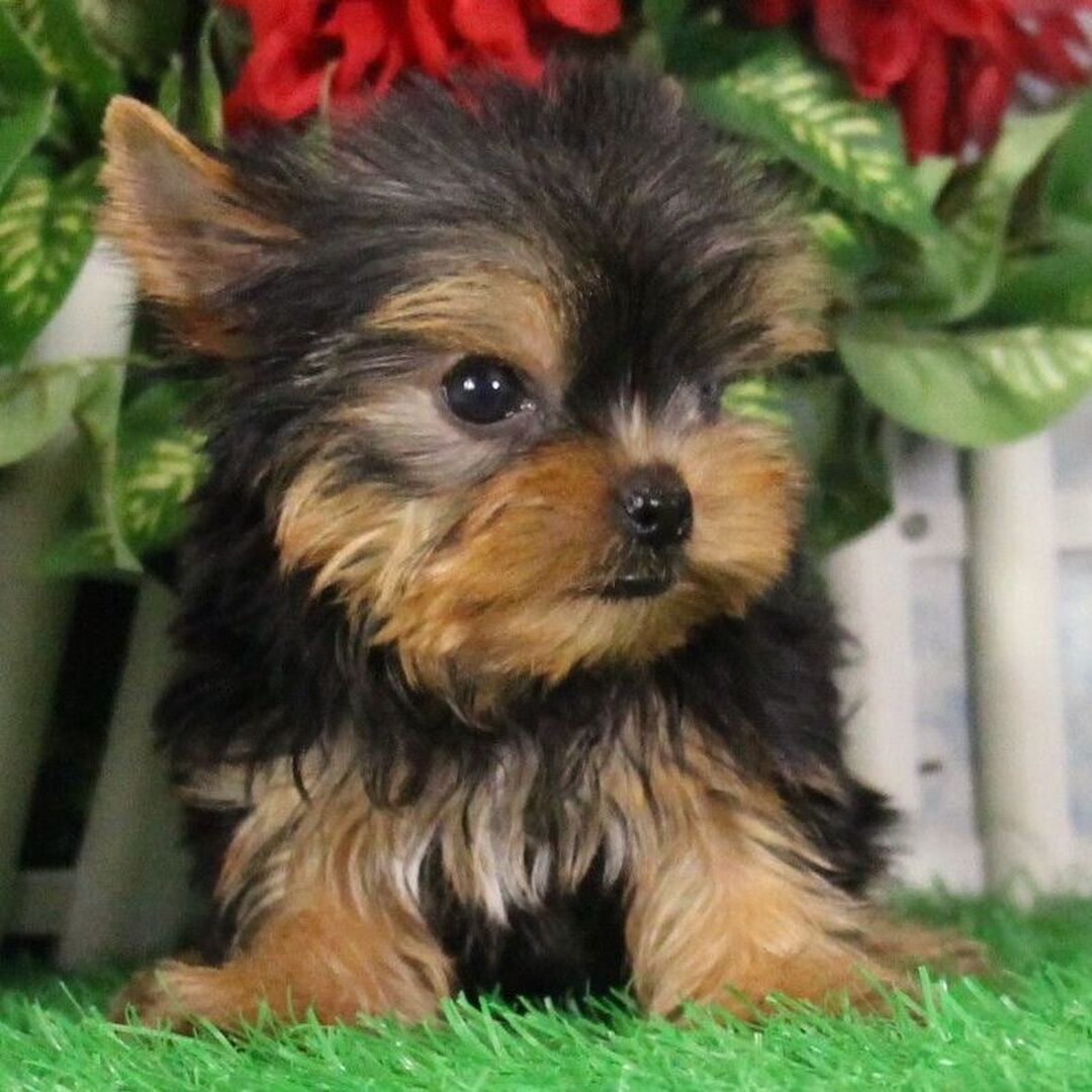 Mindy - Image 3