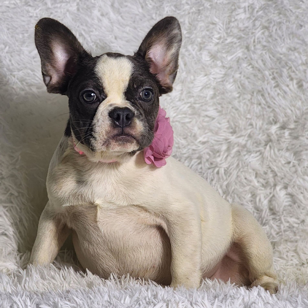 Rocita - Image 2