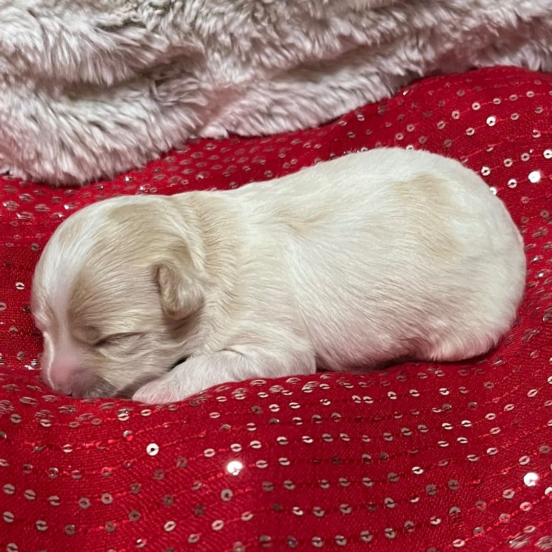 Zoey - Image 3