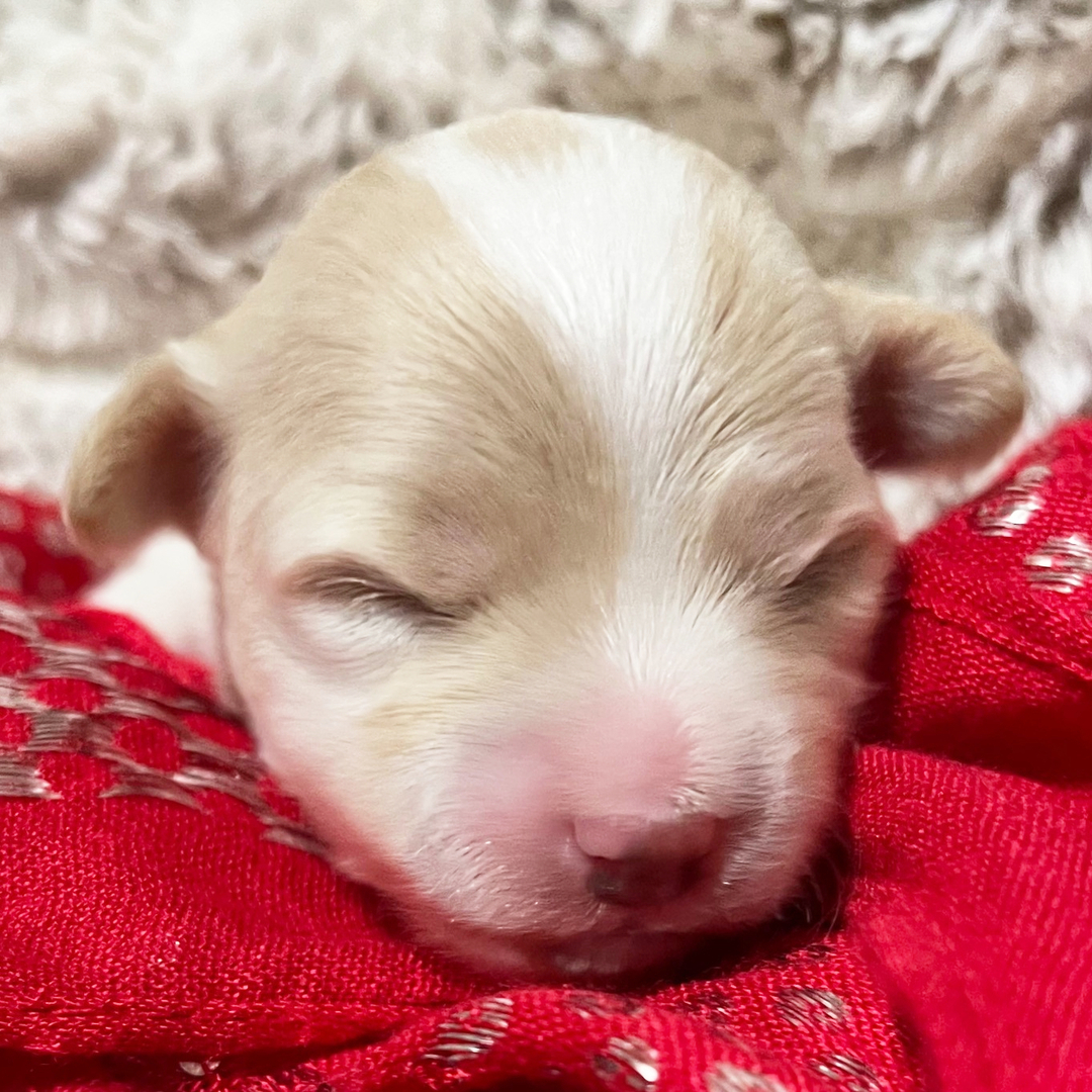 Zoey - Image 2