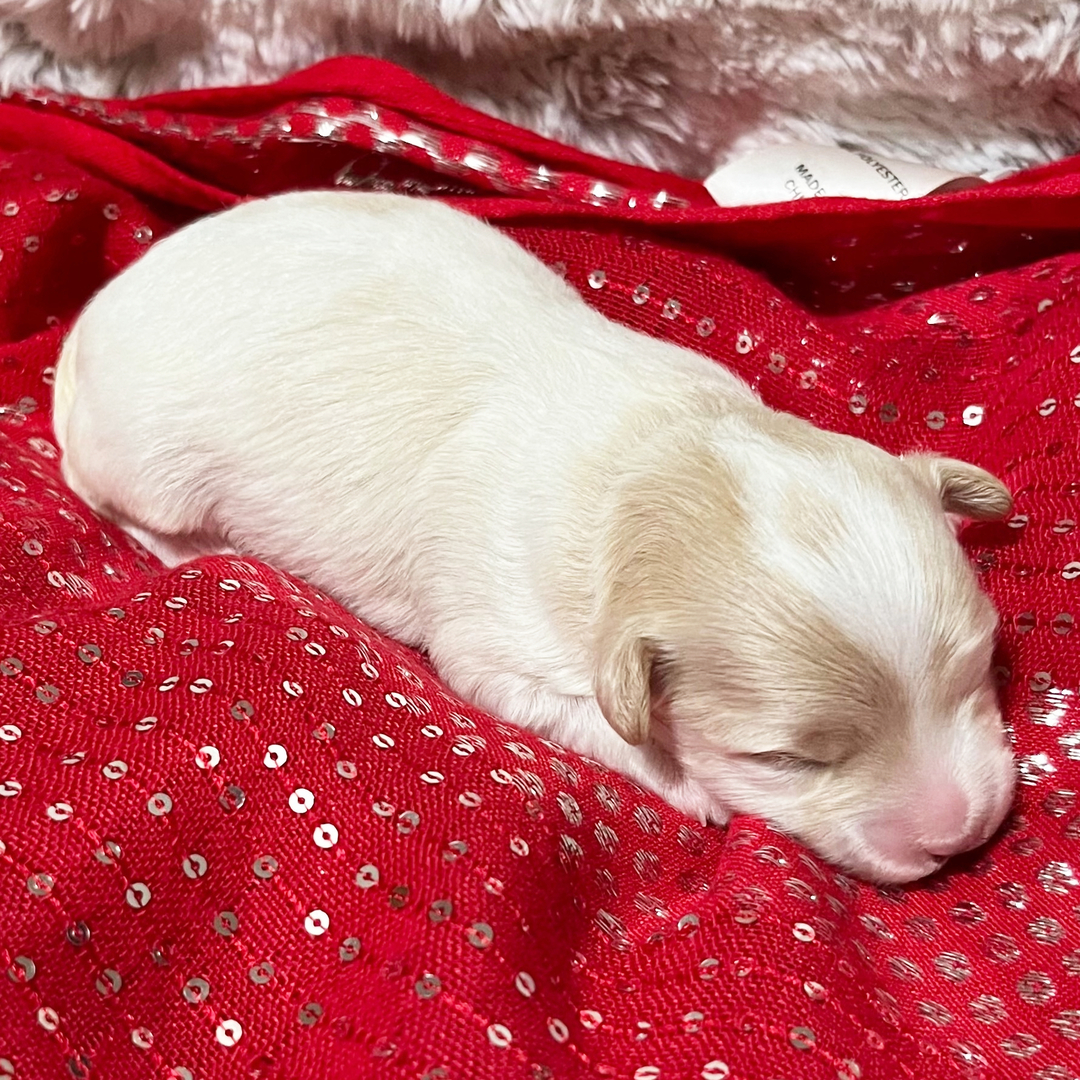 Zoey - Image 4