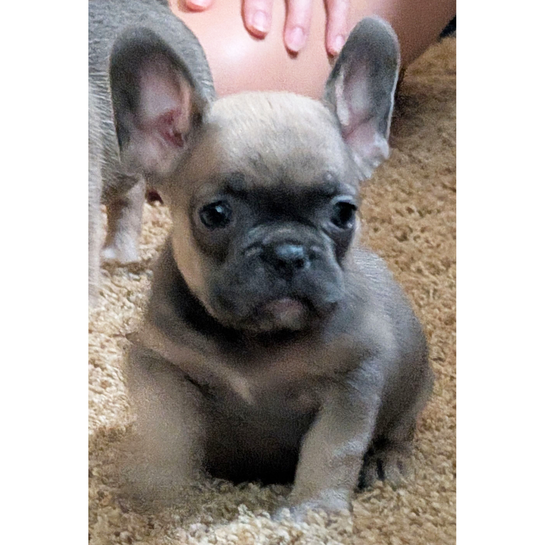 Isabelle - Image 3