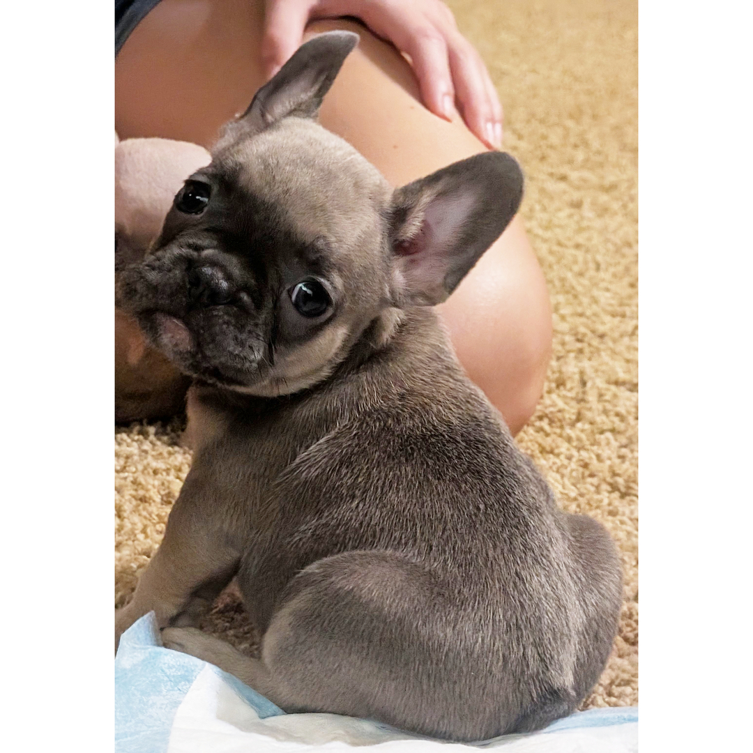 Isabelle - Image 2