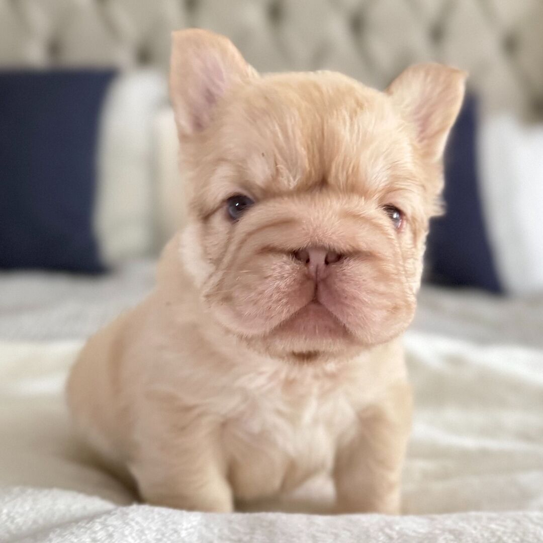Nova