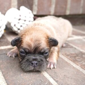 Tuck