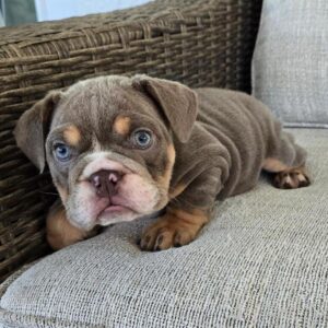 Petunia