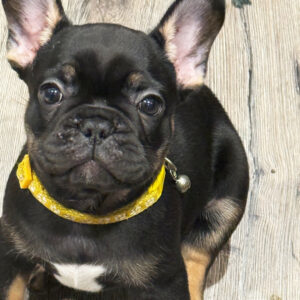 Peanut