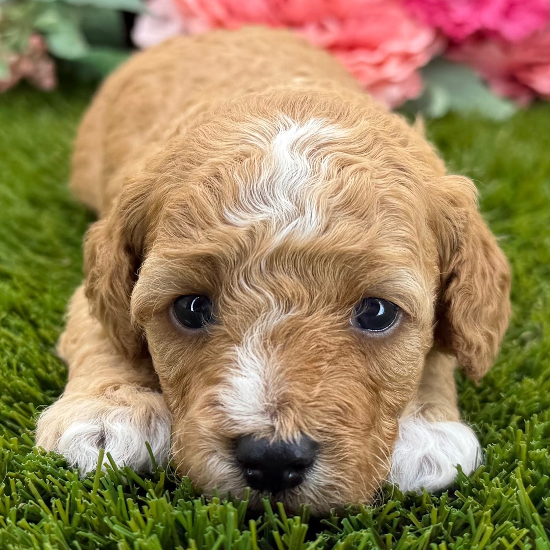 Dottie