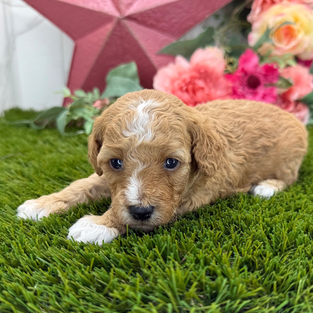 Dottie - Image 2