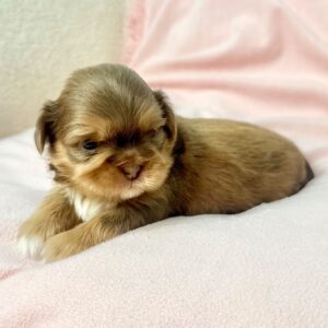 Wilma
