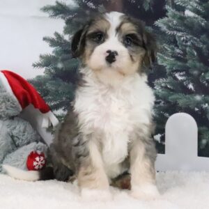 Lulu