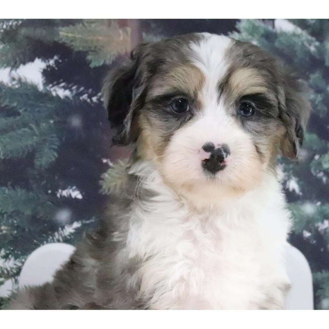 Lulu - Image 2