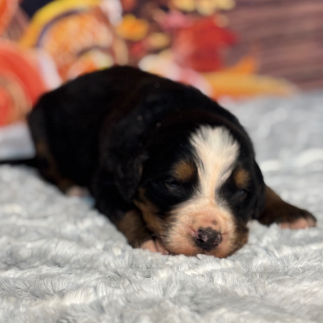 Oreo - Image 4