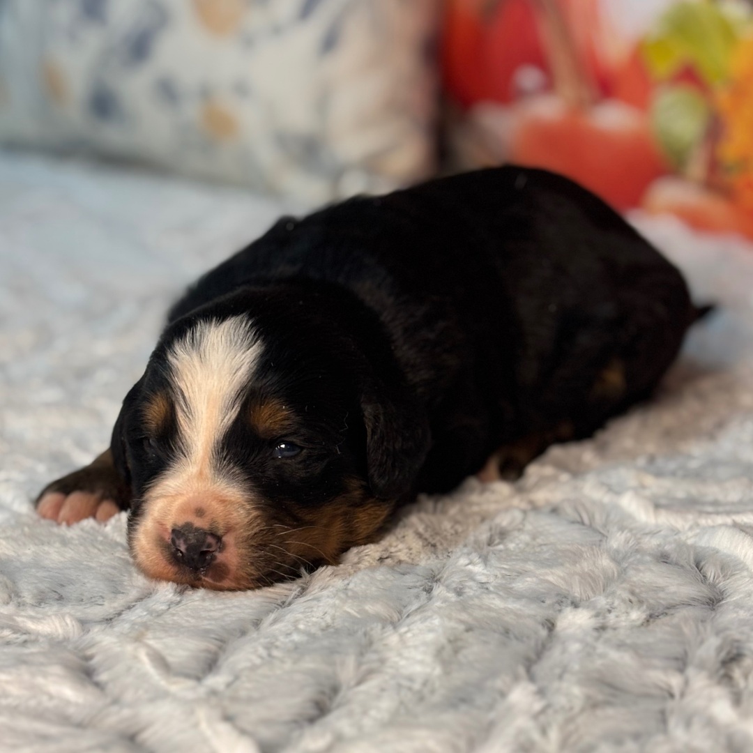Oreo - Image 3
