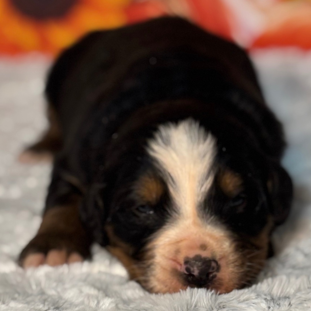 Oreo - Image 2