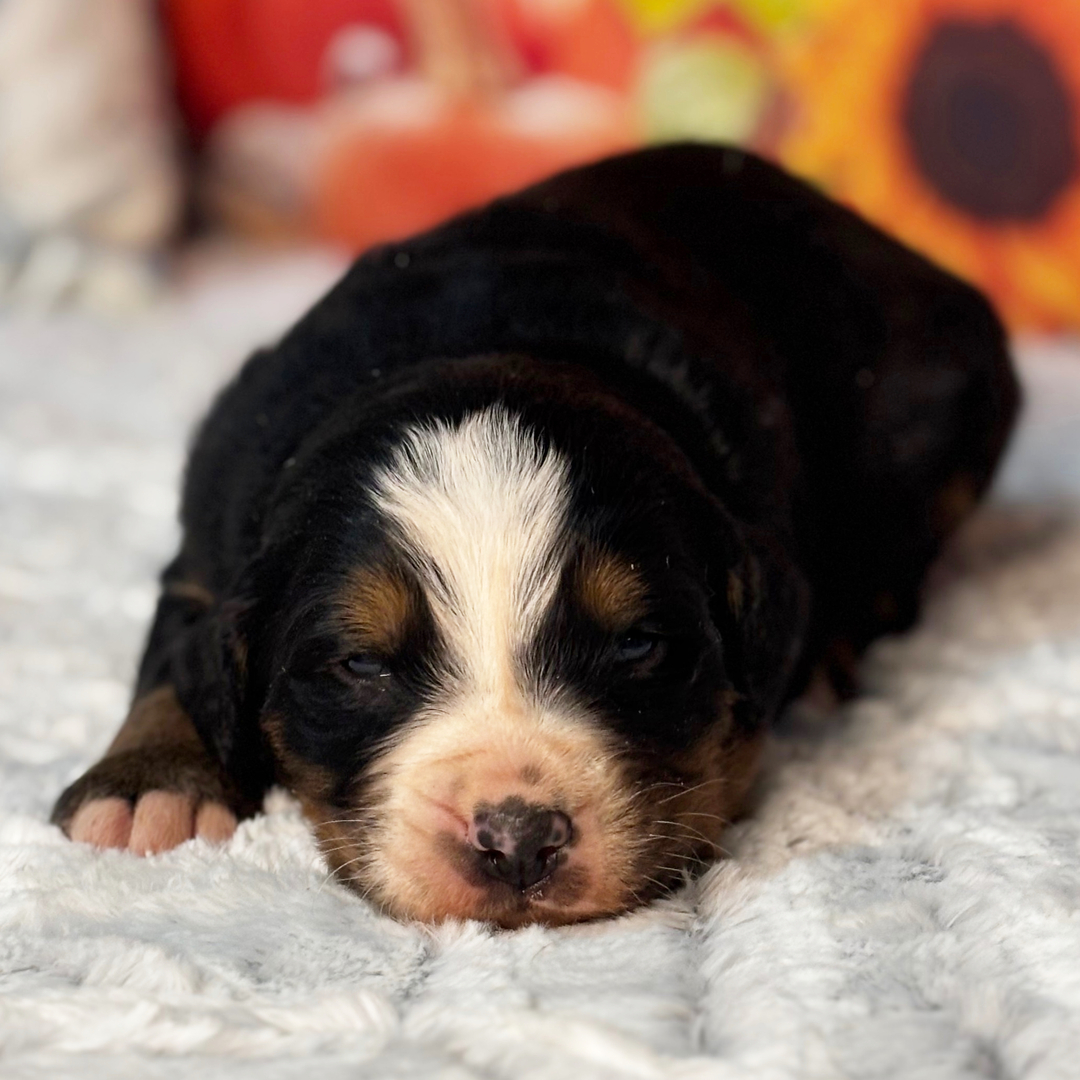 Oreo