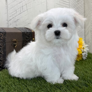 Snowball