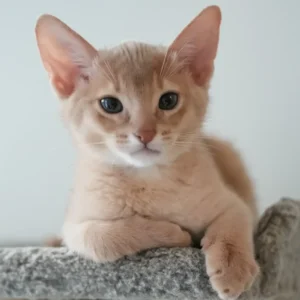Casper