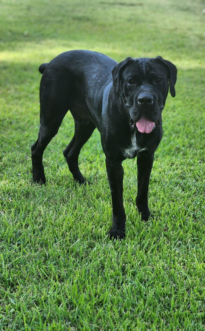 Clifford