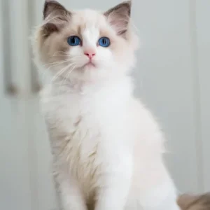 Gabriella