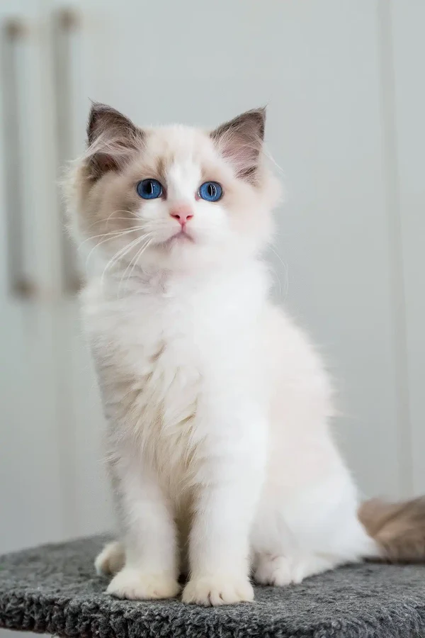 Gabriella