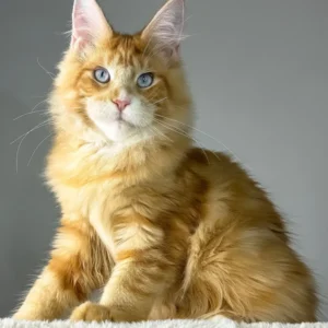 Golden Boy
