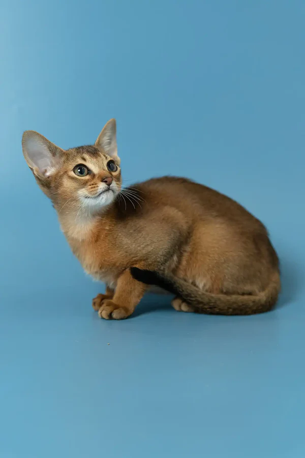 Layla - Image 4
