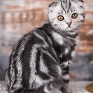 Pixel