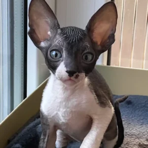 Ulita