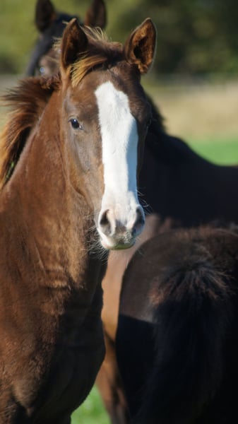 Toller - Image 3